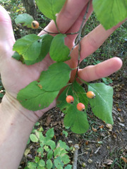Crataegus calpodendron