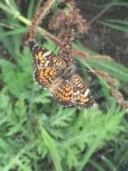 Phyciodes pallescens