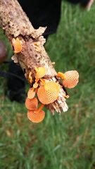 Favolaschia calocera