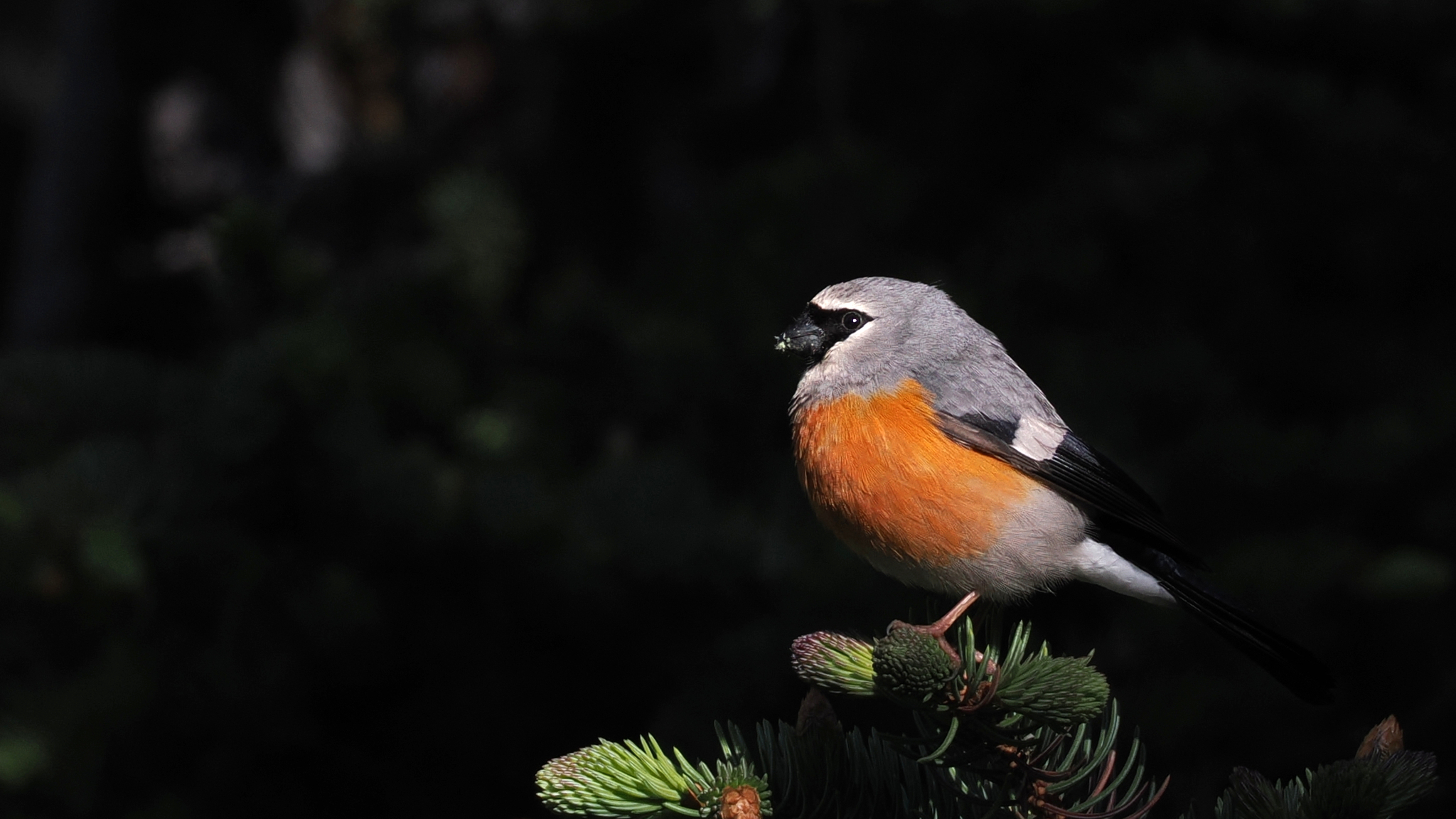 Grey-headed Bullfinch (Pyrrhula erythaca), photo 2