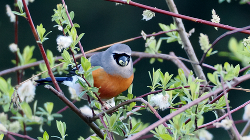 Grey-headed Bullfinch (Pyrrhula erythaca), photo 3