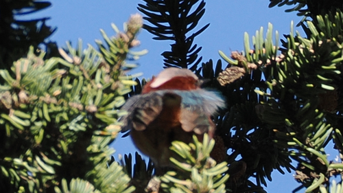 Crested Tit-warbler (Leptopoecile elegans), photo 8