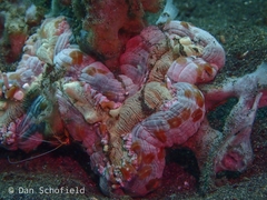 Heteractis aurora
