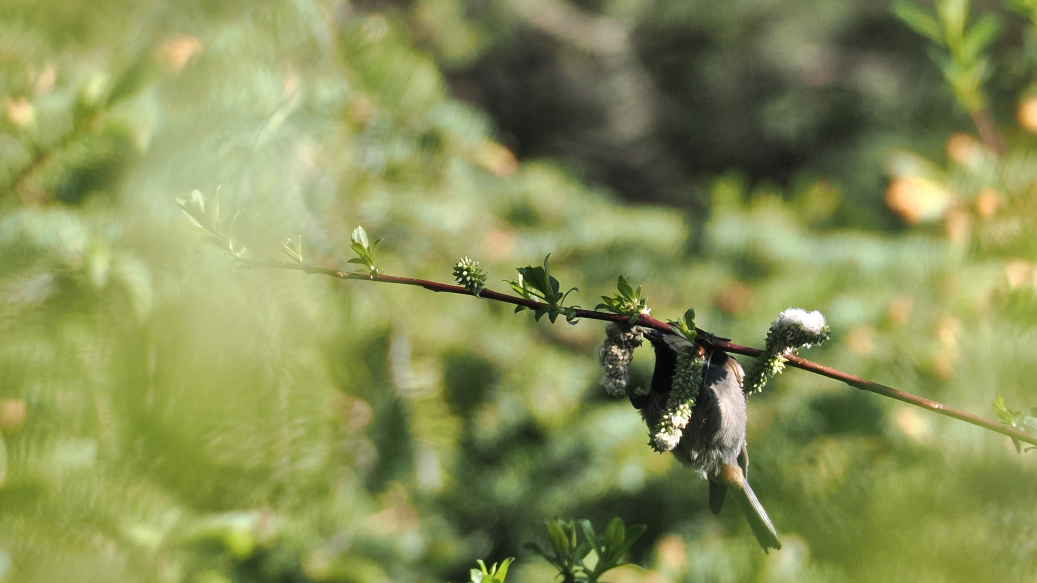 Rufous-vented Tit