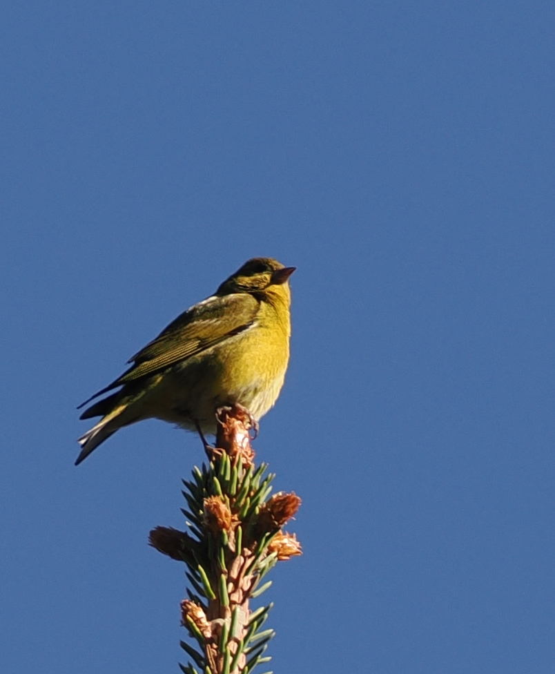 Tibetan Serin