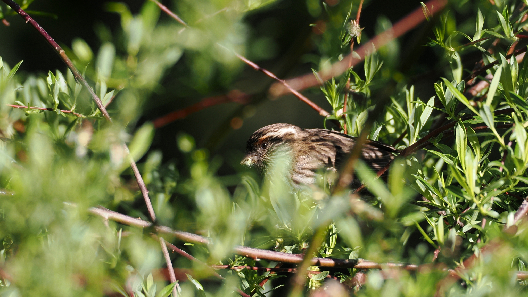 Chinese White-browed Rosefinch