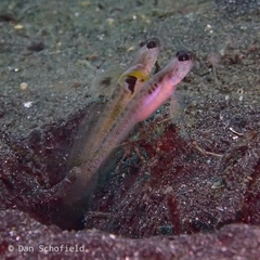 Vanderhorstia dorsomacula