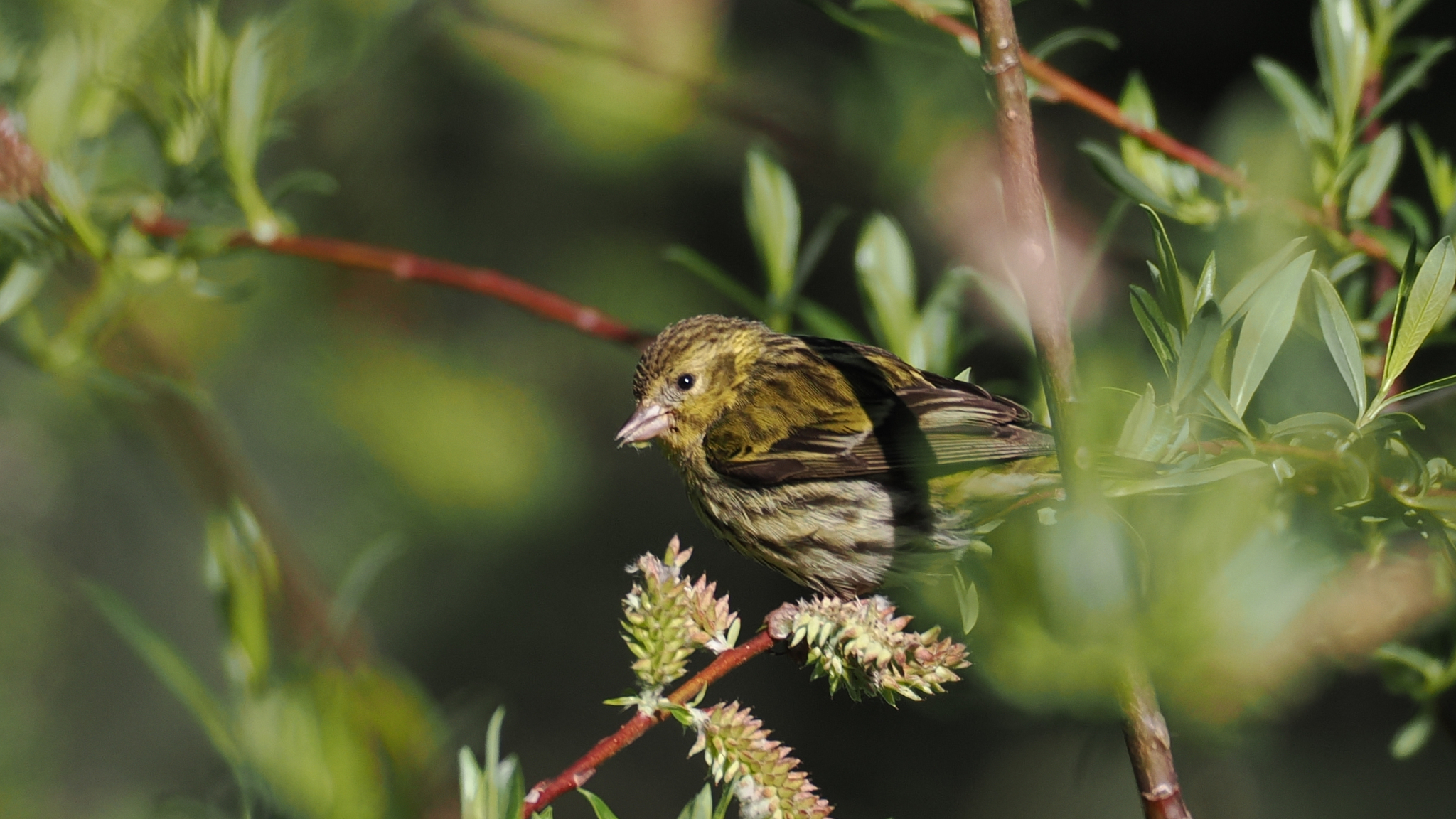 Tibetan Serin