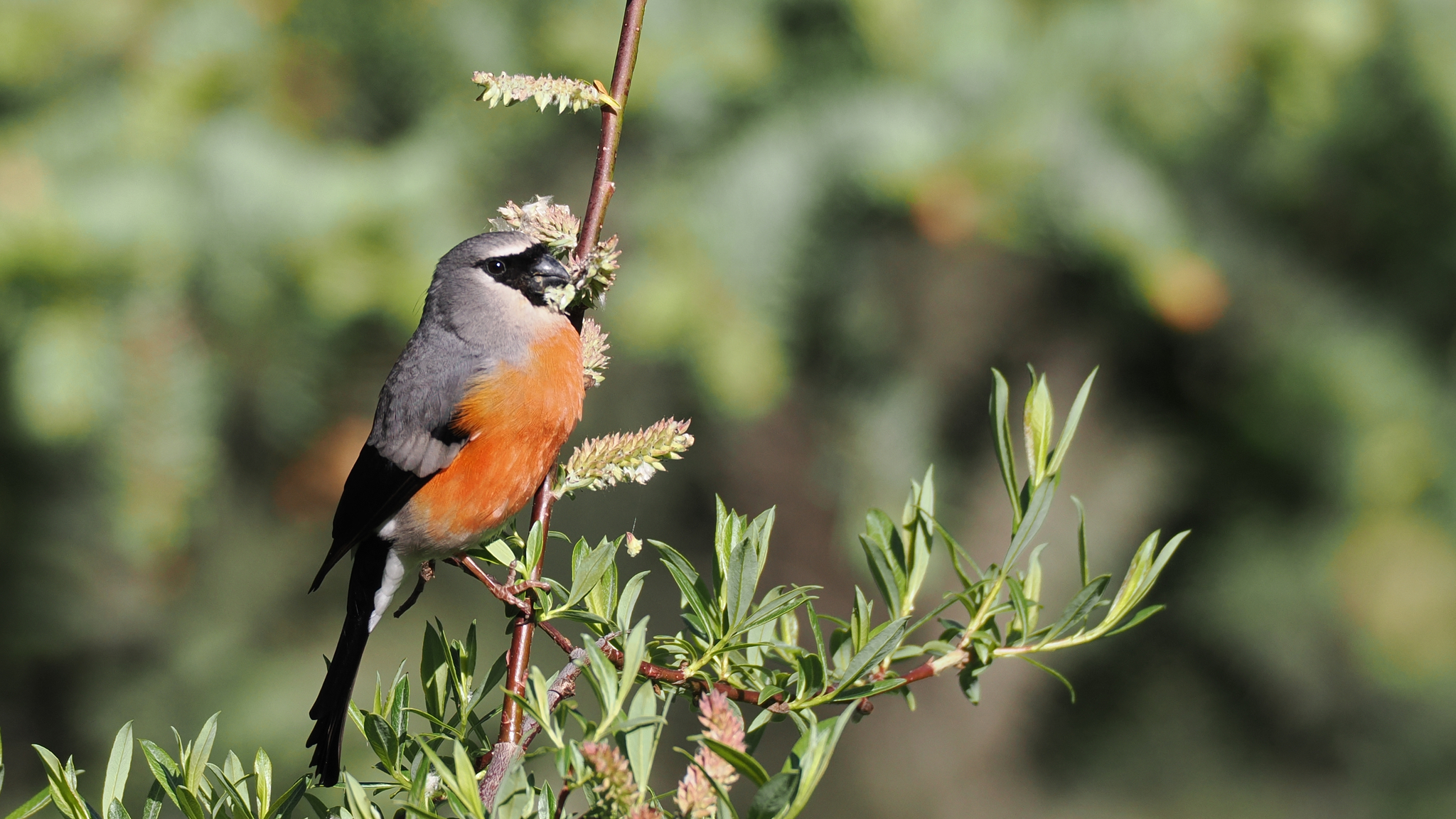 Grey-headed Bullfinch