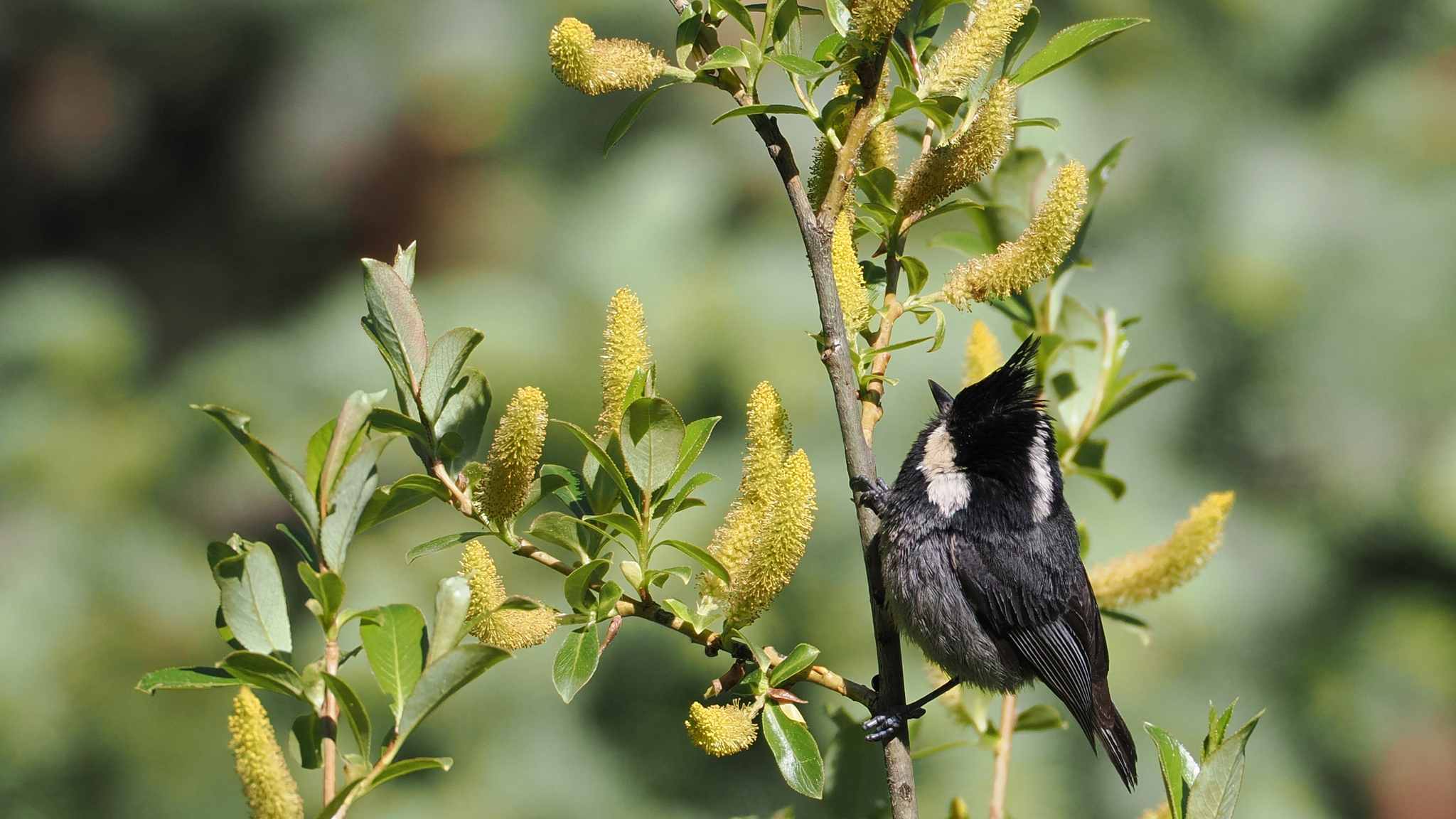 Rufous-vented Tit