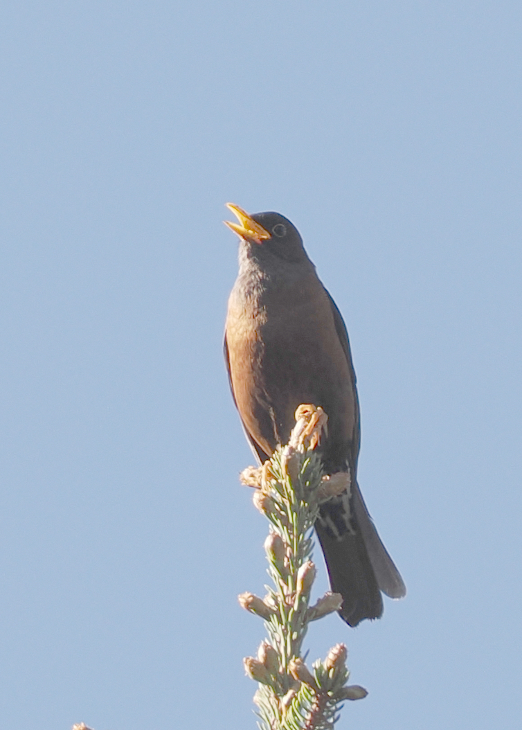 Chestnut Thrush