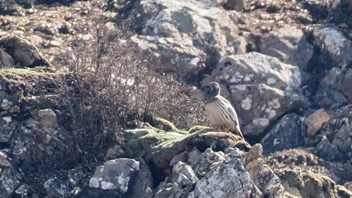 Tibetan Snowcock (Tetraogallus tibetanus), photo 10