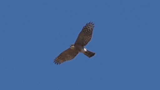 Eurasian Sparrowhawk