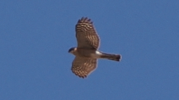 Eurasian Sparrowhawk