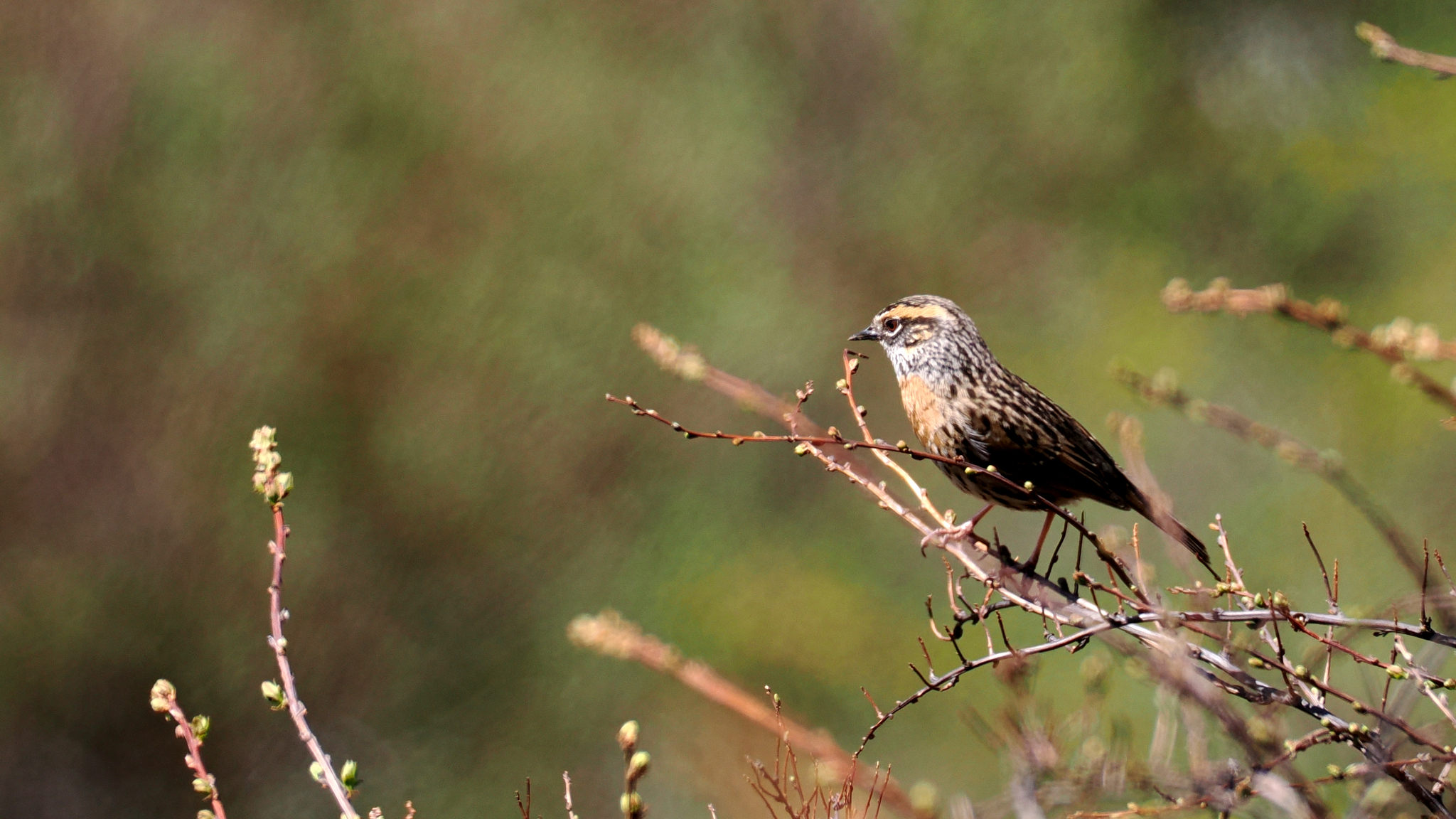 Rufous-breasted Accentor