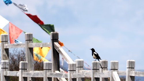 Black-rumped Magpie (Pica bottanensis), photo 2