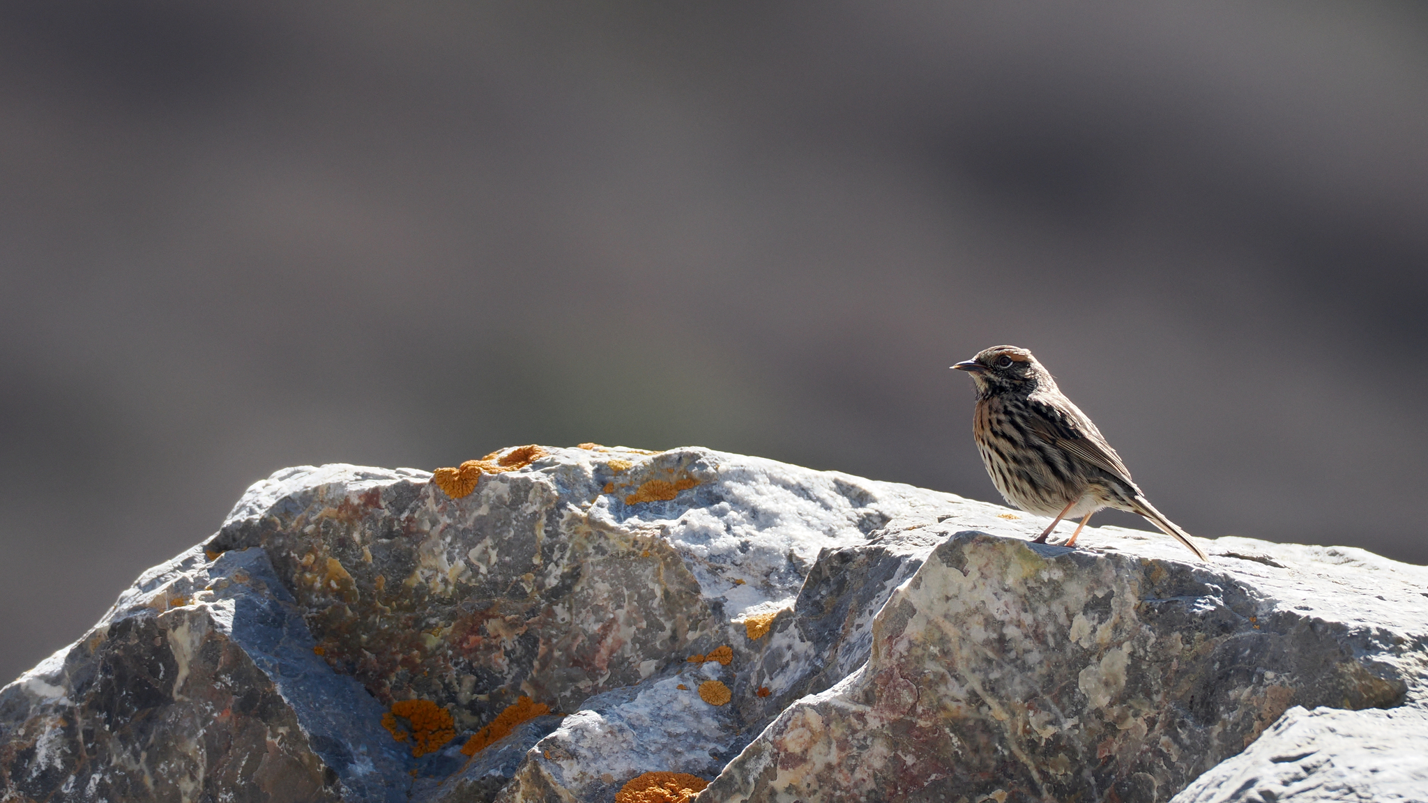 Rufous-breasted Accentor