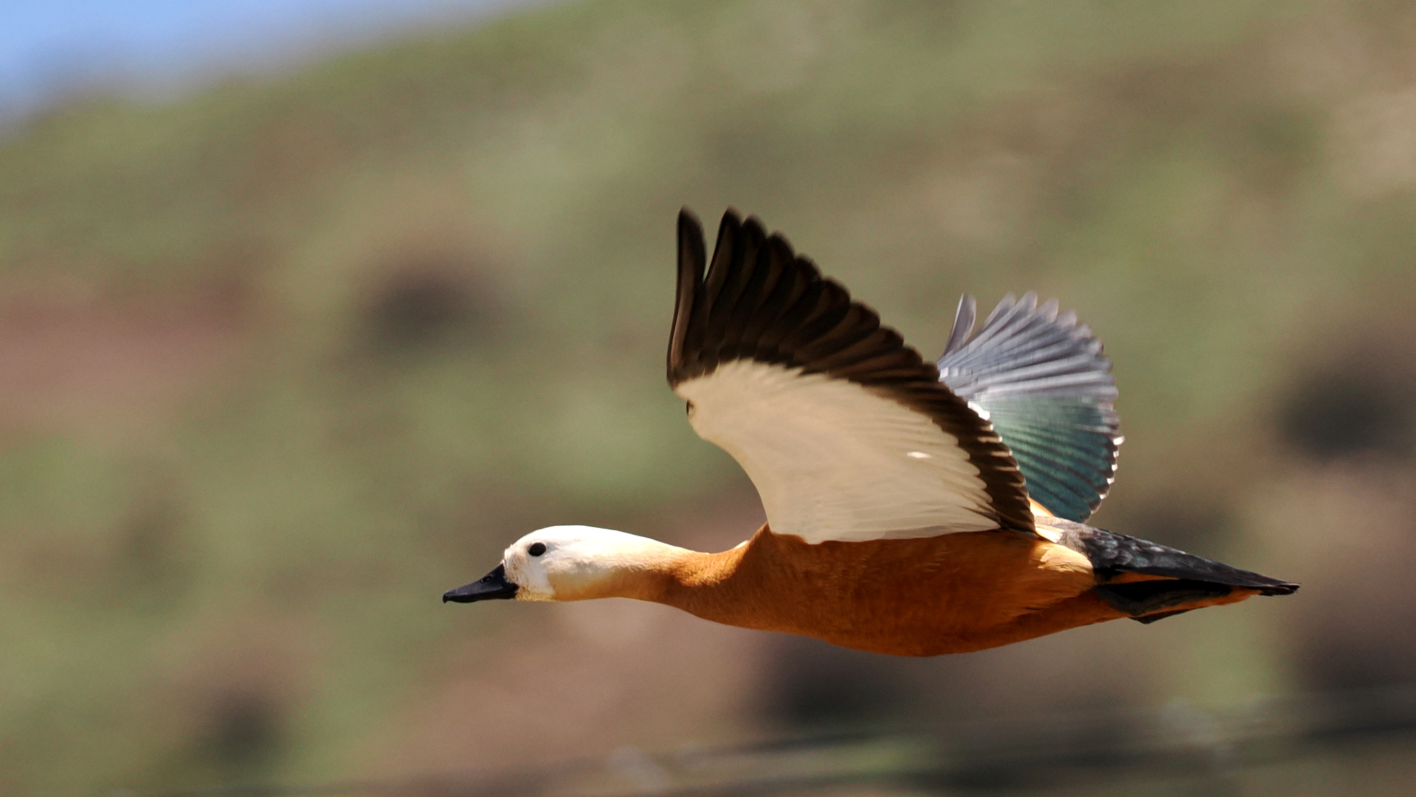 Ruddy Shelduck