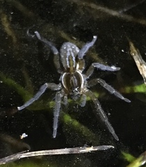 Zoicinae