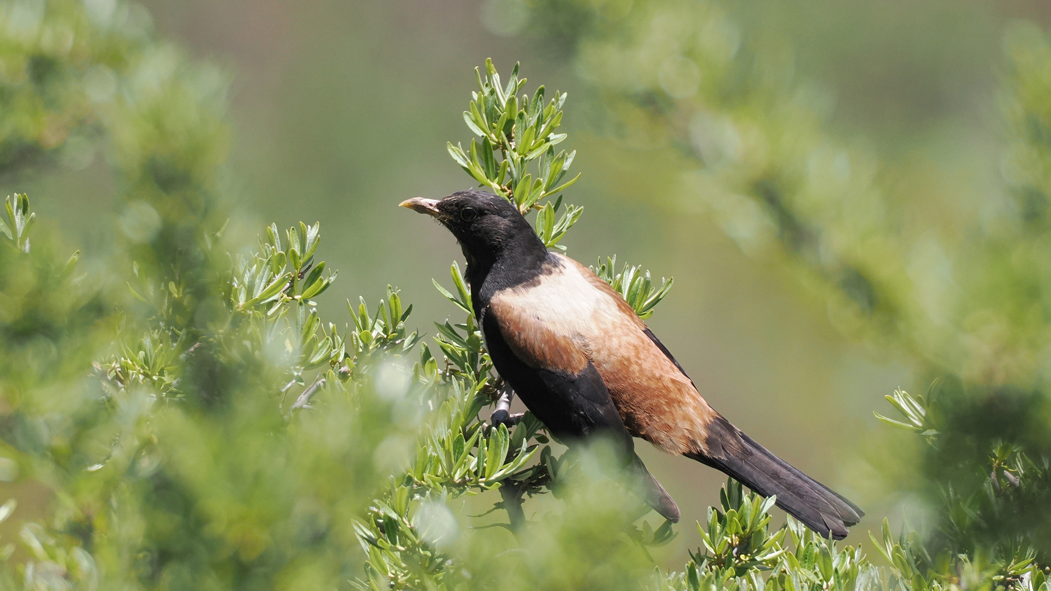White-backed Thrush (Turdus kessleri), photo 1