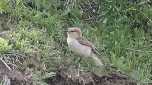 Ground Tit (Pseudopodoces humilis), photo 3