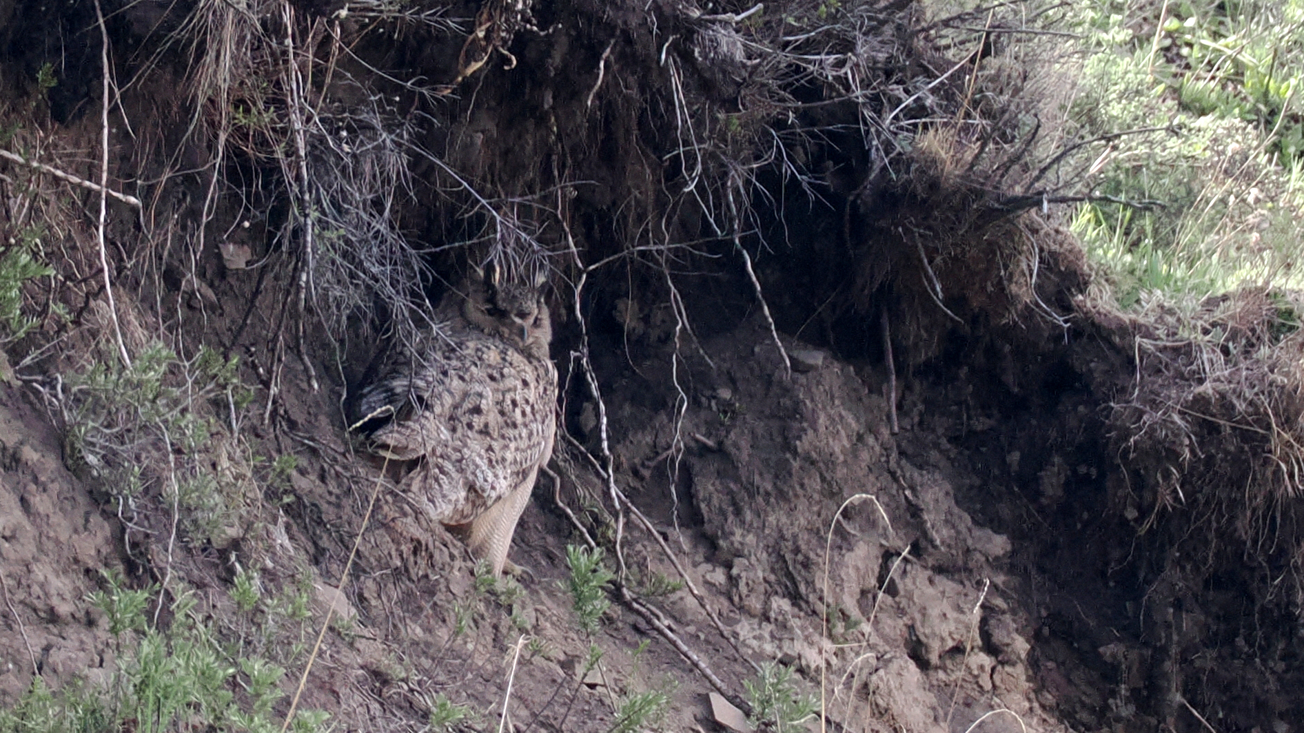 Eurasian Eagle-Owl