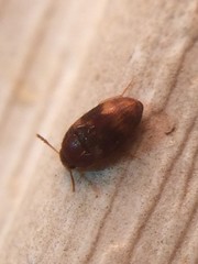 Mycetophagidae