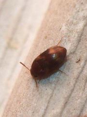 Mycetophagidae