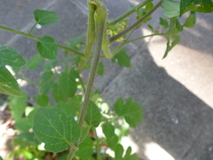 Solanum lycopersicum