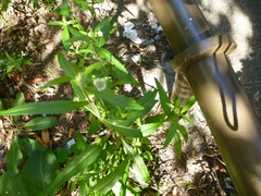 Eclipta prostrata