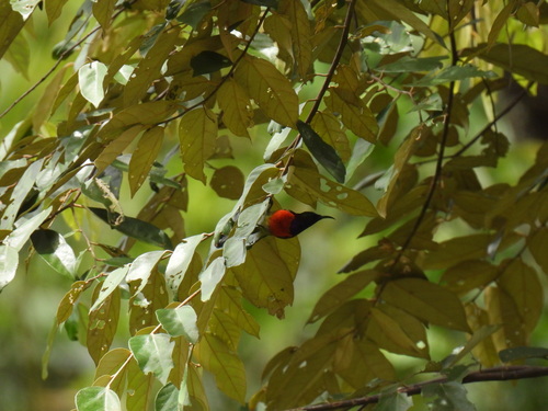 Leptocoma sperata (Linnaeus, 1766)