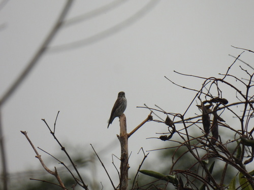Muscicapa griseisticta (Swinhoe, 1861)