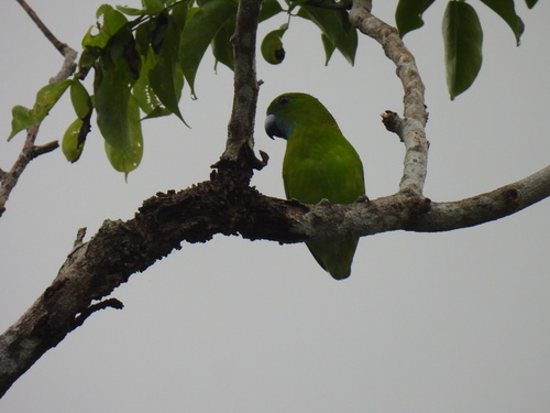 Bolbopsittacus lunulatus (Scopoli, 1786)