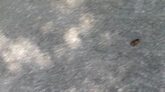 Pycnoscelus surinamensis