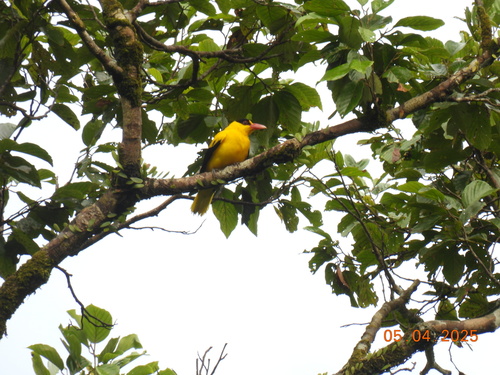 Oriolus chinensis Linnaeus, 1766