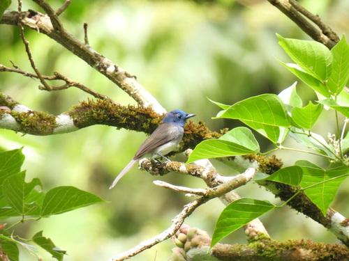 Hypothymis azurea (Boddaert, 1783)