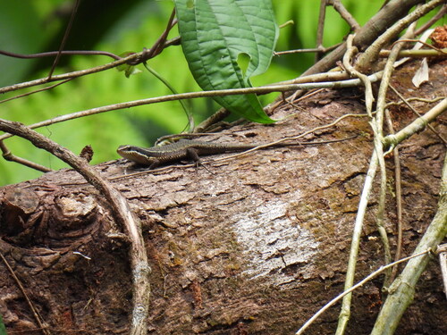 Eutropis multicarinata (Gray, 1845)