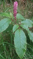 Phytolacca sandwicensis