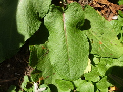 Rumex
