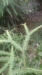 Sticherus owhyhensis