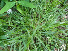 Poaceae