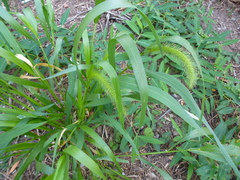 Poaceae