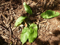 Rumex