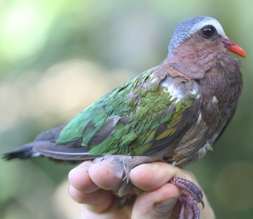 Chalcophaps indica