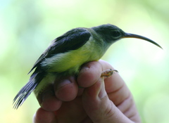 Arachnothera longirostra