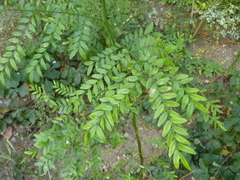 Gleditsia triacanthos