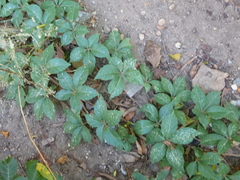 Parthenocissus quinquefolia