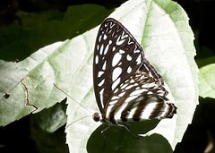 Pseudoneptis bugandensis