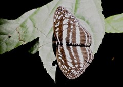 Pseudoneptis bugandensis