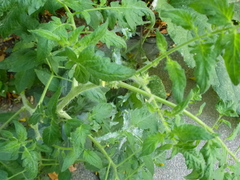 Solanum lycopersicum